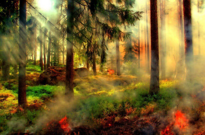 stories-of-mahabharata-in-english-forest-fire